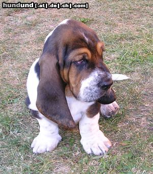 Basset Hound Casper Moravia Bento