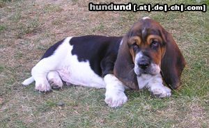 Basset Hound Casper