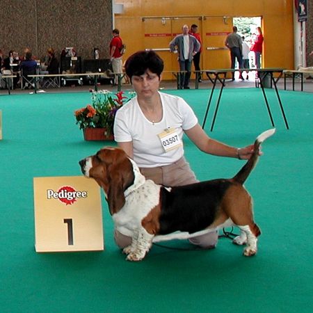 Basset Hound Chipsi Queen´s Hermelin