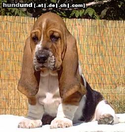 Basset Hound Claudie Moravia Bento