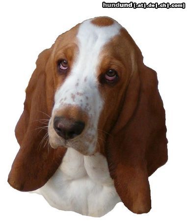 Basset Hound MOMO (Queenie Moraviabray), mit 6 Monaten, grüßt alle, die sie kennen.