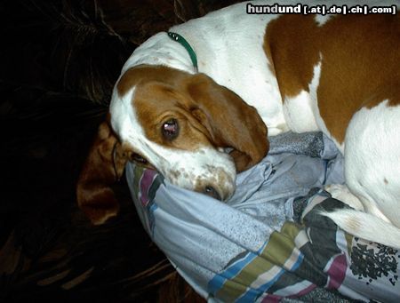 Basset Hound Lass mich nur in Ruhe