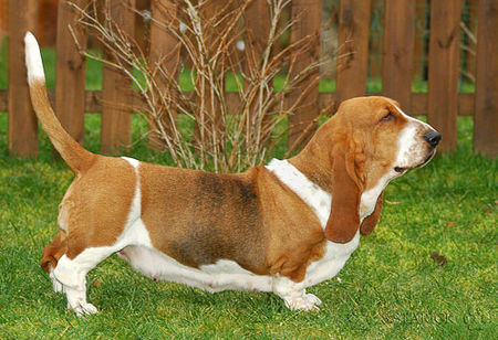 Basset Hound Basset-Hündin