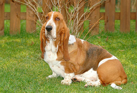 Basset Hound Basset-Hündin