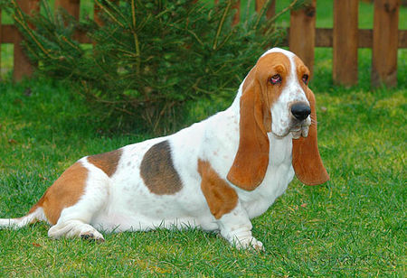 Basset Hound Basset-Hündin