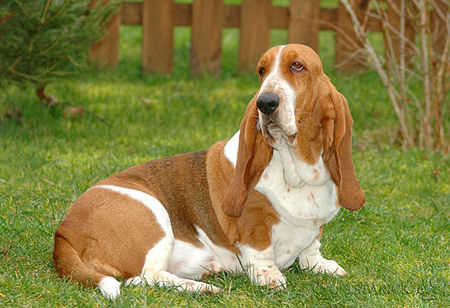 Basset Hound Basset-Hündin