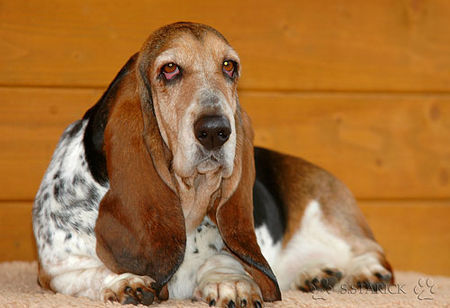 Basset Hound Basset-Hündin