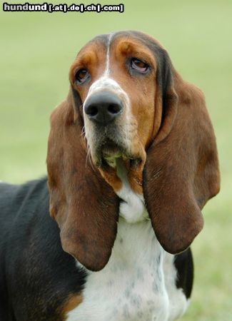 Basset Hound Bassethündin