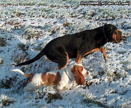 Basset Hound MOMO (Queenie Moraviabray), mit 6 Monaten, mit Bloodhound Minifee beim Spariergang im Schnee.