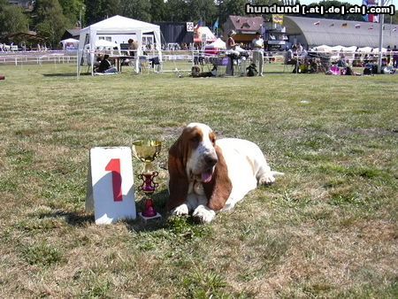 Basset Hound Basset hound - kennel Moravia Bray