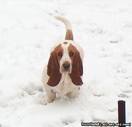 Basset Hound MOMO (Queenie Moraviabray), mit 6 Monaten.