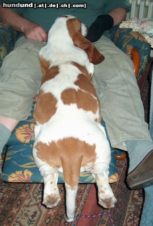 Basset Hound MOMO (Queenie Moraviabray), Loooong dog.......