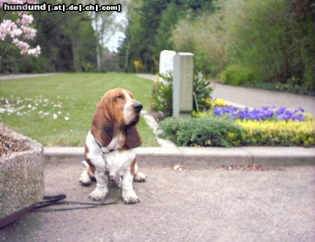 Basset Hound BALDY-SCHLAF HUND