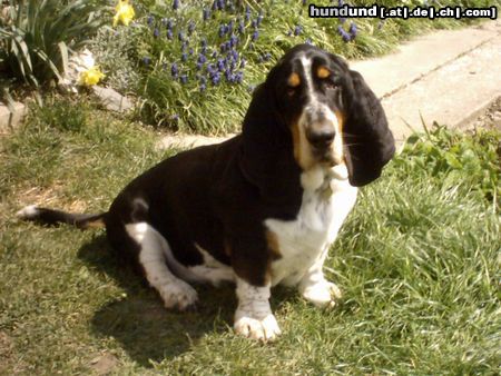 Basset Hound scherlock