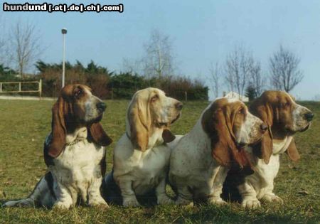 Basset Hound Baset hound - Moravia Bray Czech republik