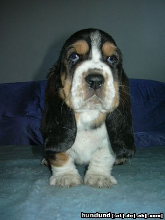 Basset Hound Kennel MORAVIA BRAYJackie