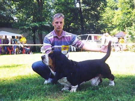 Basset Hound Jackson van Hollandheim,Multi Champion