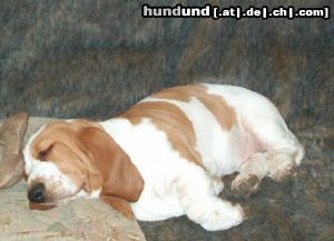 Basset Hound Quine Moravia Bray