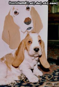 Basset Hound Quine Moravia Bray