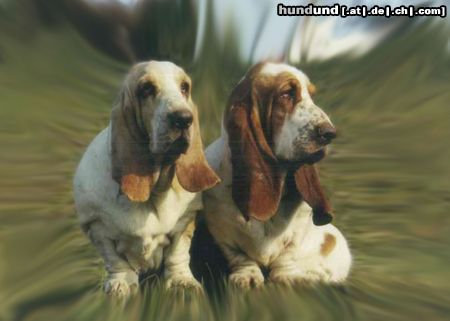 Basset Hound Basset hound - kennel Moravia Bray