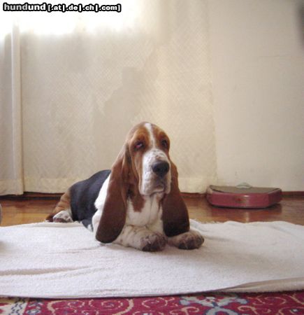 Basset Hound Queen´s Hermelin