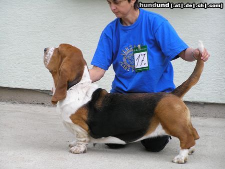 Basset Hound BASSET HOUND  kennel   QUEEN´S HERMELIN aus  Czech republic  Ihnen vorstellt seine Championat