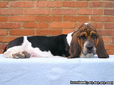 Basset Hound