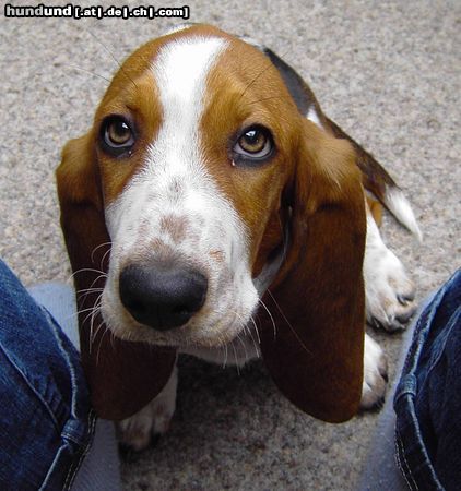 Basset Hound Loonah, geb. 1.7.2003