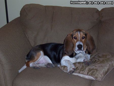 Basset Hound Camay