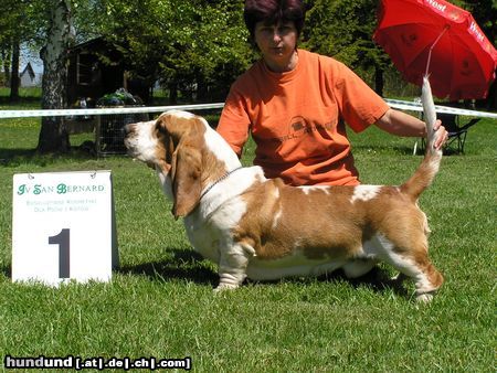 Basset Hound BASSET HOUND  kennel   QUEEN´S HERMELIN aus  Czech republic  Ihnen vorstellt seine Championat