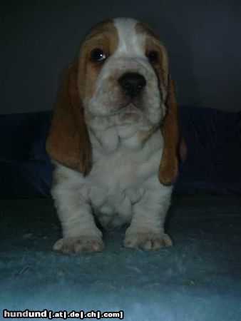 Basset Hound Kennel Moravia Bray Quentin