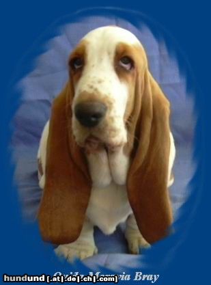 Basset Hound Quida Moravia Bray