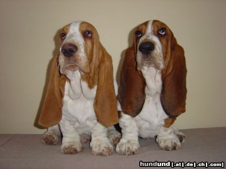 Basset Hound Kennel Moravia Bray Vadik und Scarlet