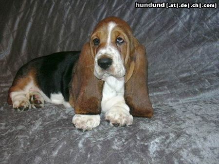 Basset Hound  Ruby Moravia Bray