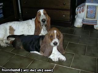 Basset Hound Neffy and Ruby Moravia Bray