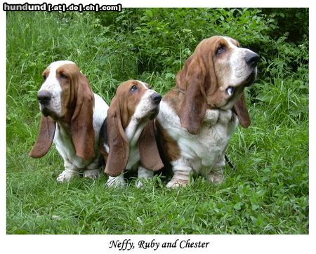 Basset Hound Neffy, Ruby  Moravia Bray and Chester