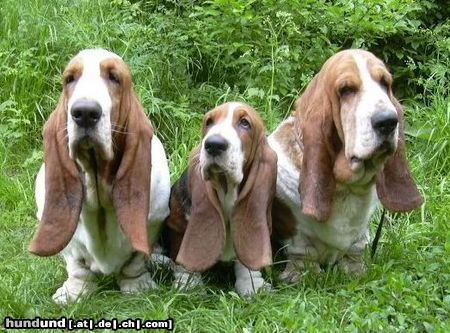 Basset Hound Neffy, Ruby  Moravia Bray and Chester