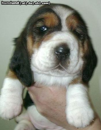 Basset Hound Ruby Moravia Bray