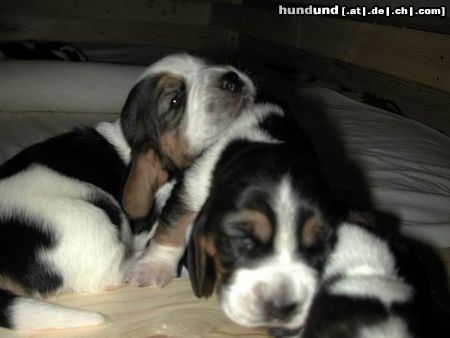 Basset Hound Schwestern beim spielen