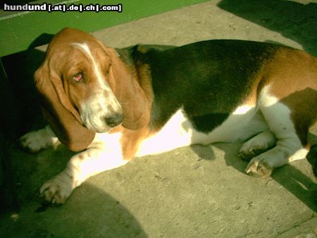 Basset Hound Das ist Emma!!!!!