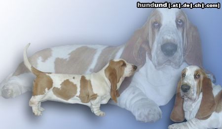 Basset Hound Quida Moravia Bray