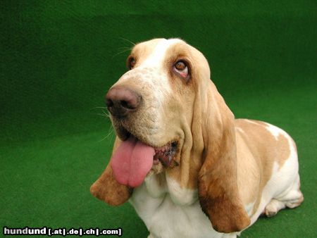 Basset Hound CH Swede Sun´s Vanja import Swede