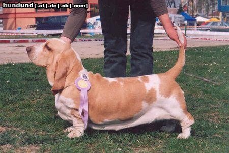 Basset Hound Swede Sun´s Vanja