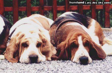 Basset Hound Basset Vilbur und Ornela