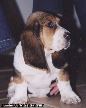 Basset Hound Abbey!!