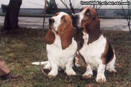 Basset Hound Amanda und Oli