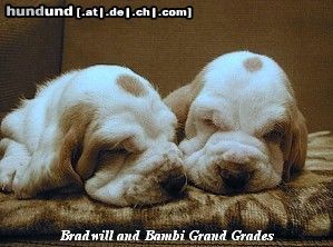 Basset Hound Bradwill und Bambi