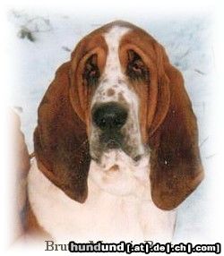 Basset Hound Brutus Moravia Bento