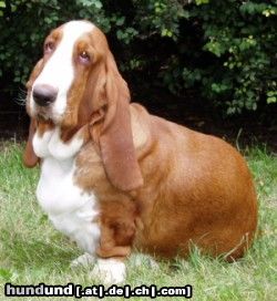 Basset Hound Ches 