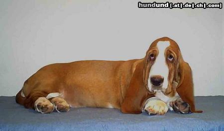 Basset Hound Chestnut